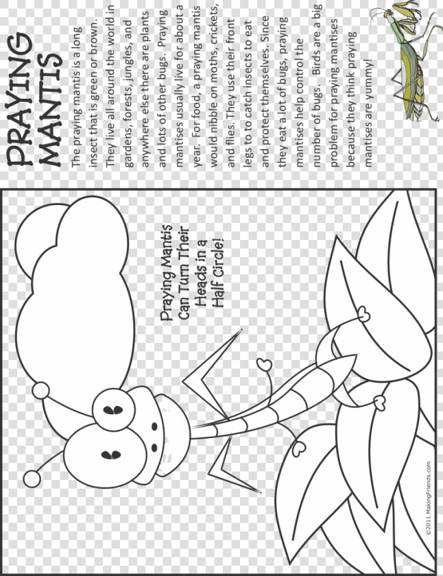 Fact Sheet About Praying Mantis For Kids  HD Png DownloadTransparent PNG