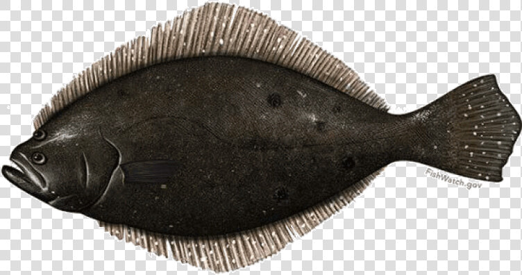 Fish Summer Flounder Fluke  HD Png DownloadTransparent PNG