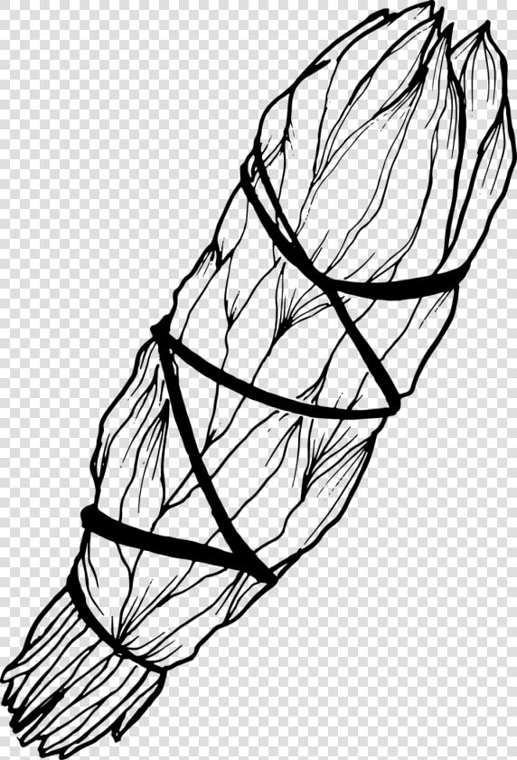 Sage   Sage Drawing Transparent  HD Png DownloadTransparent PNG