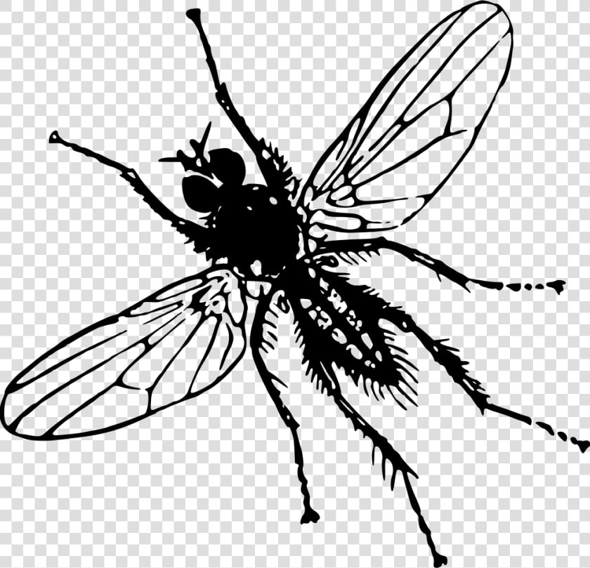 Root Fly   Clip Art Image Of Insect  HD Png DownloadTransparent PNG