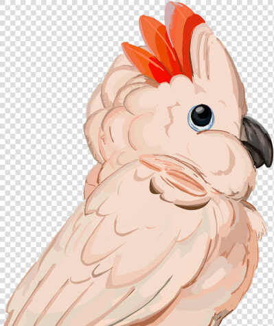 Image   Cockatoo  HD Png DownloadTransparent PNG