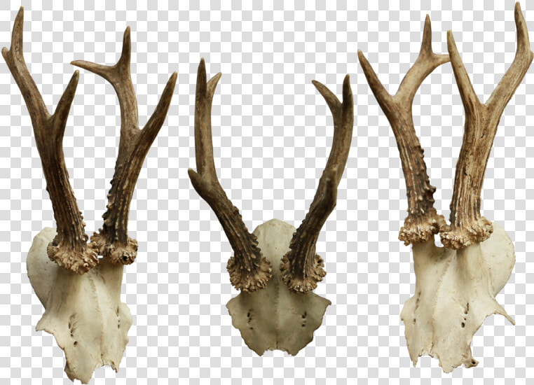 Animal Skulls Bone   Animal Skulls Png  Transparent PngTransparent PNG