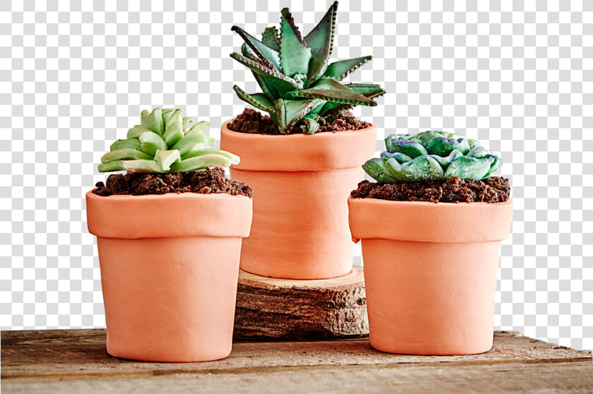 Hero succulents Terracota  HD Png DownloadTransparent PNG