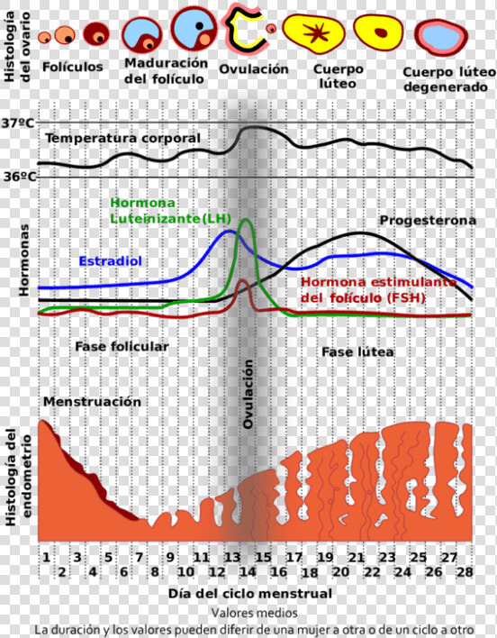 Day Of Menstrual Cycle  HD Png DownloadTransparent PNG