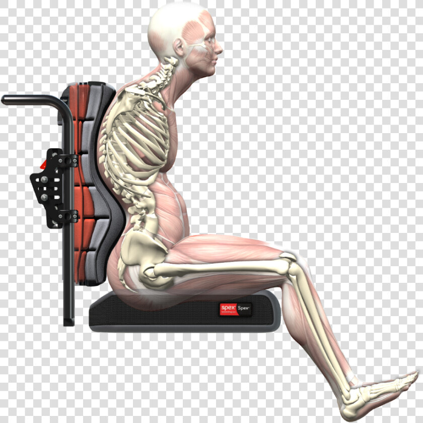 Spex Accomplishes What The Clinician Desires  And What   Anterior Pelvic Tilt In Wheelchair  HD Png DownloadTransparent PNG