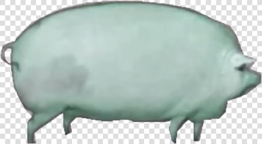 Hippopotamus  HD Png DownloadTransparent PNG