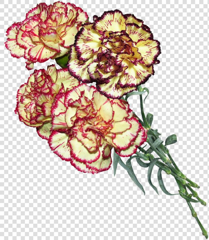 Carnation Flowers Cut Free Picture   9 Травня День Перемоги  HD Png DownloadTransparent PNG