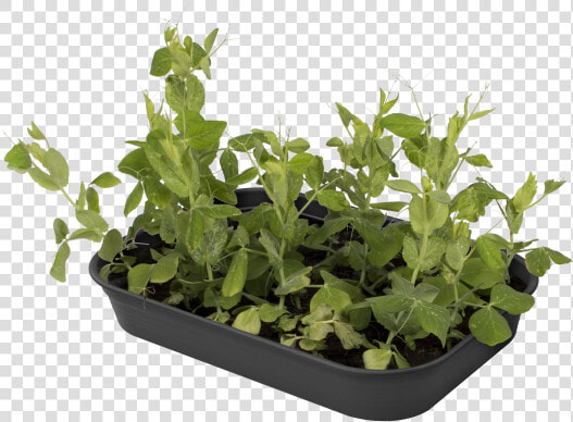 Flowerpot  HD Png DownloadTransparent PNG