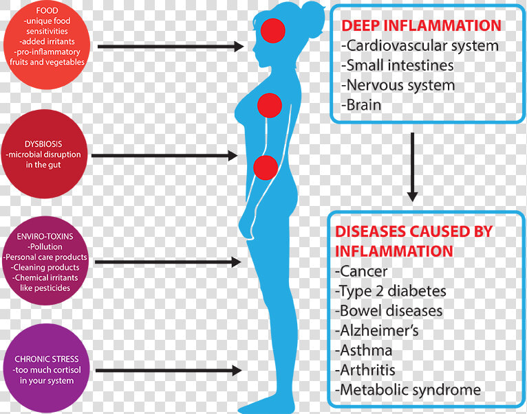 Transparent Intestines Png   Cortisol And Inflammation  Png DownloadTransparent PNG