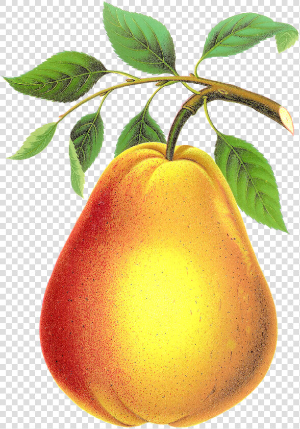 Transparent Pears Png   Pear Transparent  Png DownloadTransparent PNG