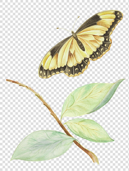 Papilio Machaon  HD Png DownloadTransparent PNG