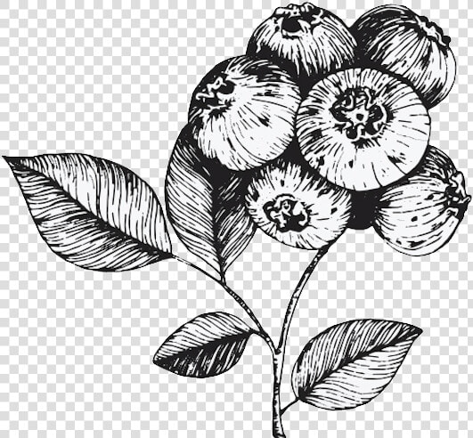 Floribunda  HD Png DownloadTransparent PNG