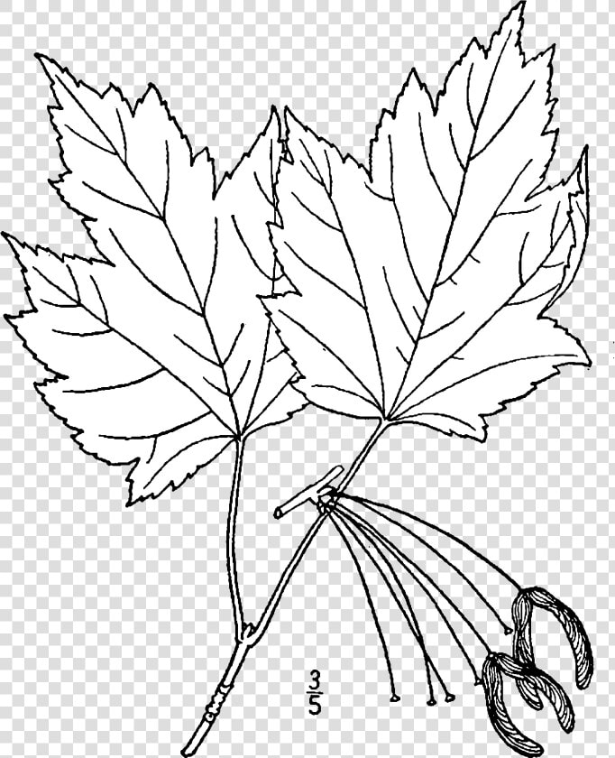 Acer Rubrum Rubrum Drawing   Plantae Drawing  HD Png DownloadTransparent PNG