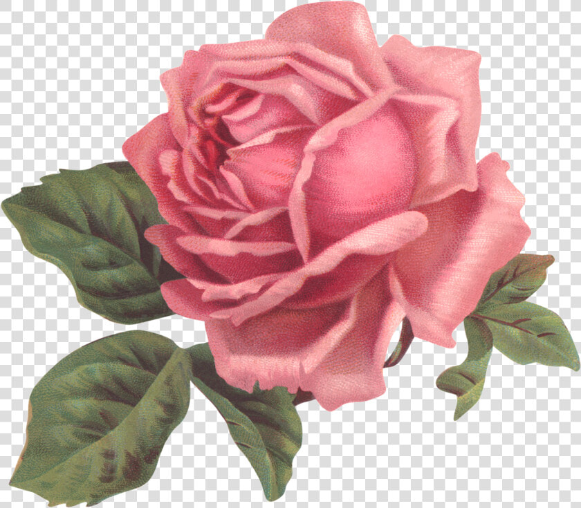 Garden Roses Flower Pink Floral Design   Pink Rose Transparent  HD Png DownloadTransparent PNG