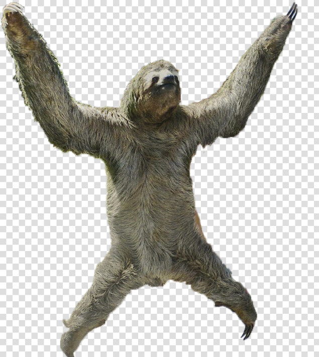 Three Toed Sloth No Background   Transparent Cartoons   Sloth Png  Png DownloadTransparent PNG