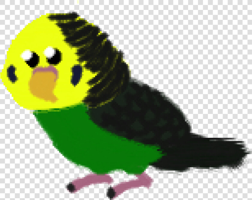 Budgie  HD Png DownloadTransparent PNG