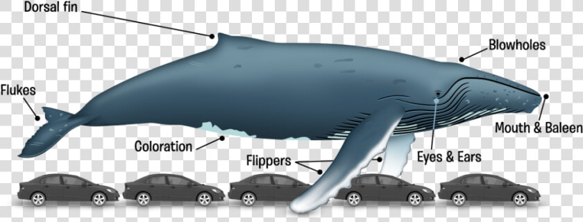 Ballena en   Long Is 62 Ft  HD Png DownloadTransparent PNG