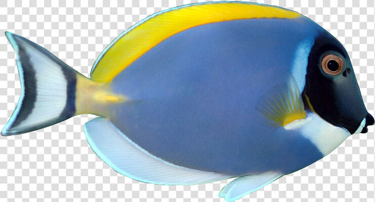 Tropical Fish Clip Art   Powder Blue Tang Fish  HD Png DownloadTransparent PNG