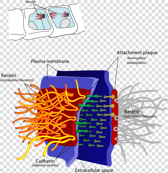 Desmosome Cell Junction En   Intermediate Filament Function  HD Png DownloadTransparent PNG