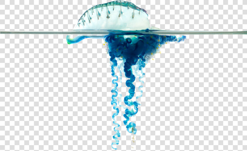 Blue Bottle Jellyfish Png Images Download  Transparent PngTransparent PNG