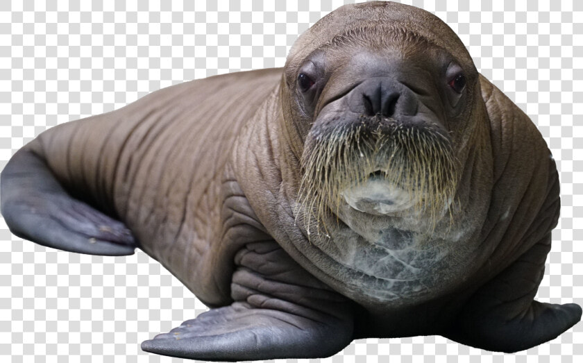 Baby Walrus Born At Seaworld  HD Png DownloadTransparent PNG