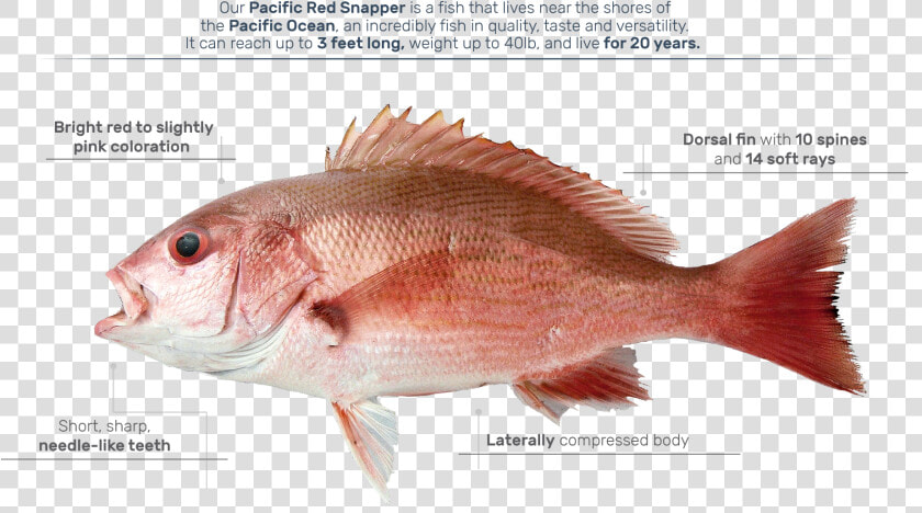 Red Snapper  HD Png DownloadTransparent PNG