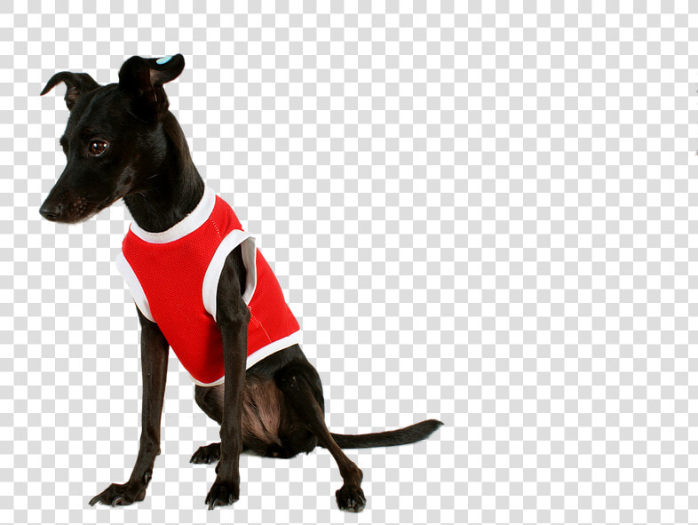 Dog  Black Dog  Pet  Pet Clothes  Mutt  Black  Animal   Perro Negro Con Ropa  HD Png DownloadTransparent PNG