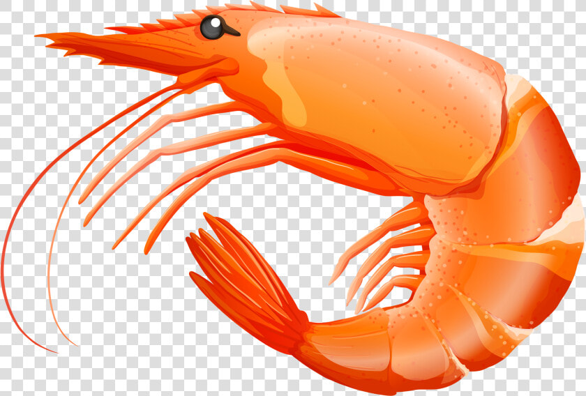 Фотки Beach Pool  Pet Shop  Under The Sea  Marina    Shrimp Clipart  HD Png DownloadTransparent PNG