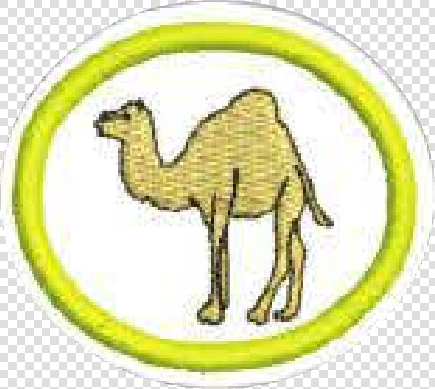 Arabian Camel  HD Png DownloadTransparent PNG