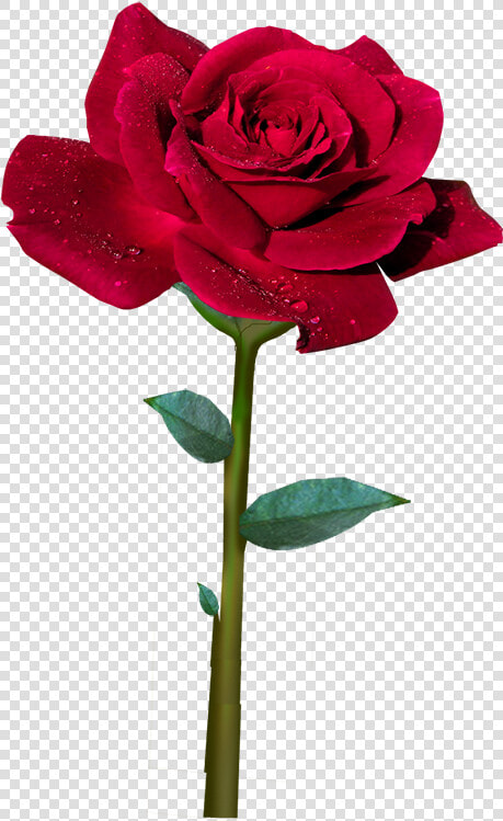 Rosa Roja Animada Png  Transparent PngTransparent PNG