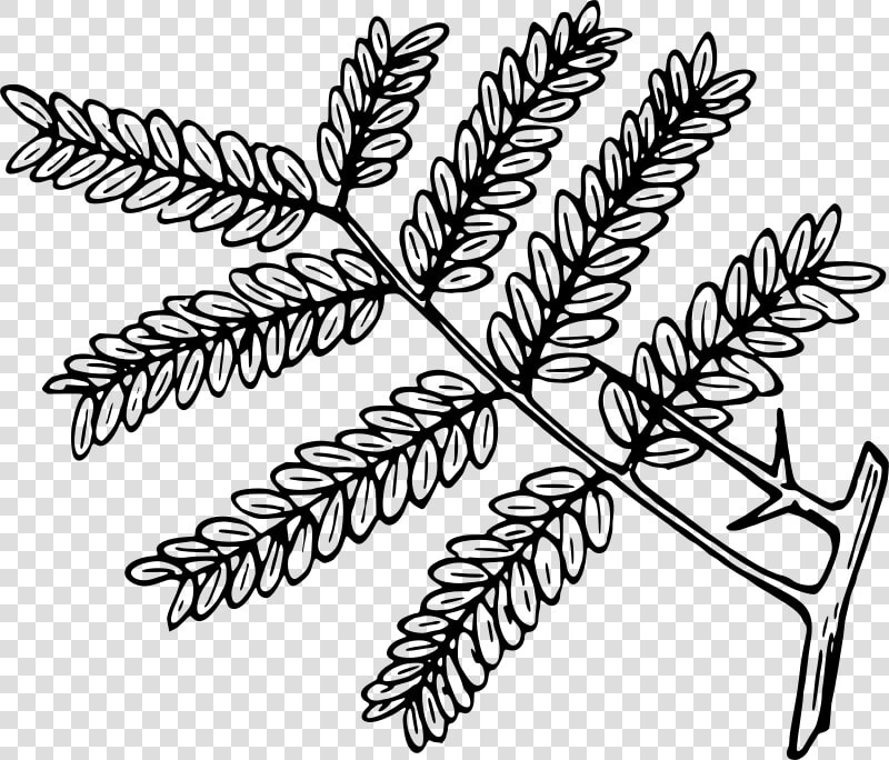 Honey Locust Clip Art  HD Png DownloadTransparent PNG