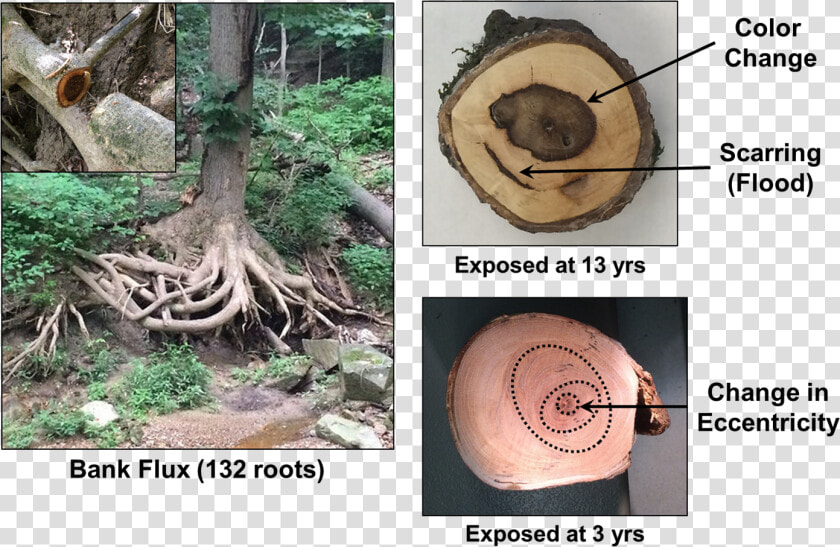 Images Of Exposed Tree Root Ball And Tree Ring Cross   Tree Root Cross Section  HD Png DownloadTransparent PNG