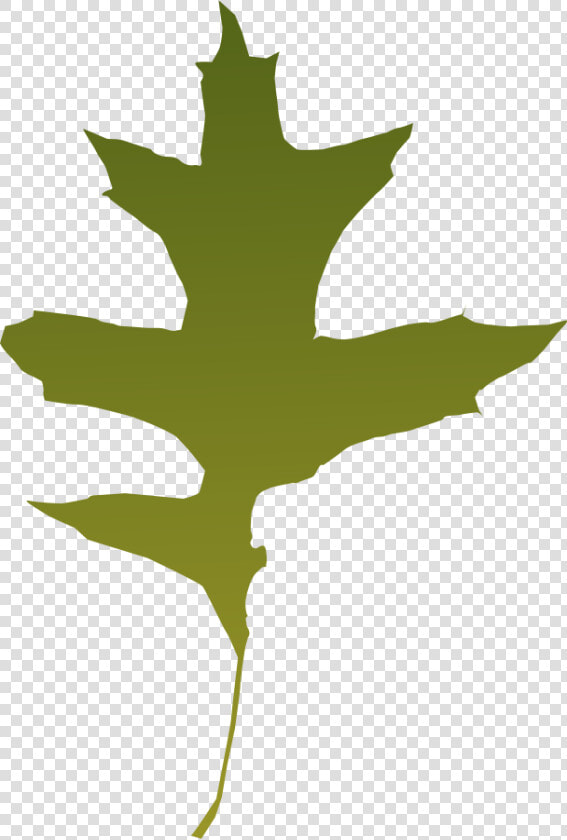 Foliage  Autumn  Leaf  Nature  Tree  Green  Dry   Green Oak Leaf Vector  HD Png DownloadTransparent PNG