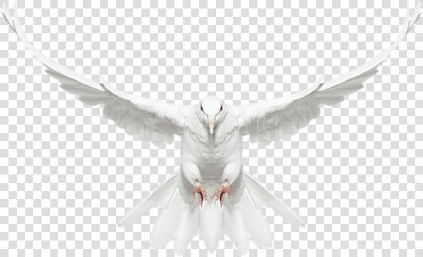 Dove Flying Png   Flying White Dove Png  Transparent PngTransparent PNG