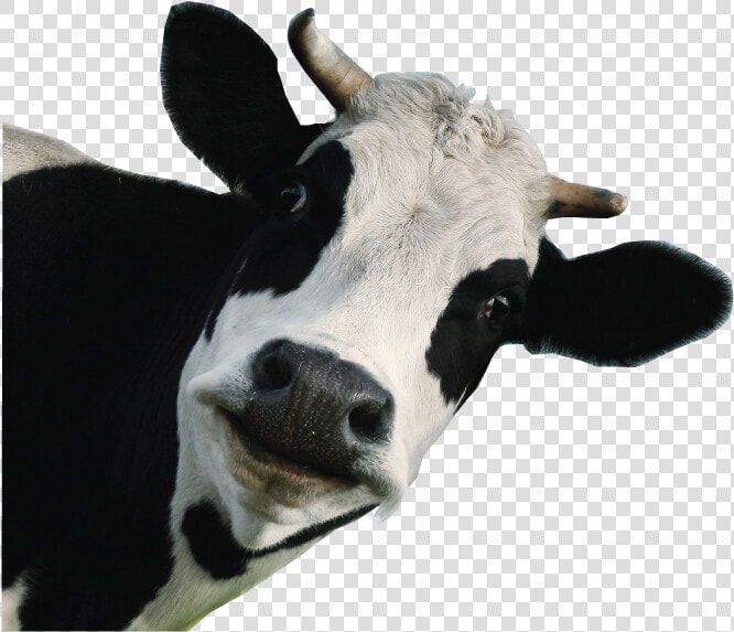 Dairy Cow White Background   Png Download   Funny Cow Transparent Background  Png DownloadTransparent PNG