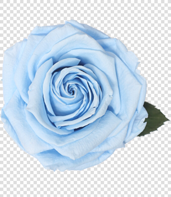 Floribunda  HD Png DownloadTransparent PNG