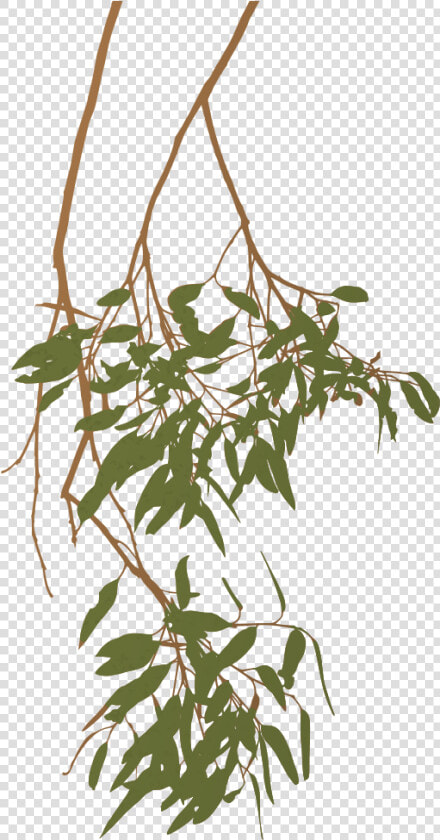 Trees Clipart Branch   Australian Gum Tree Branch  HD Png DownloadTransparent PNG