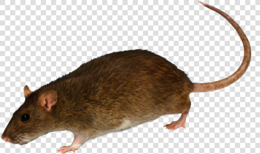 Rat Clipart Transparent Background   Mouse Rodent  HD Png DownloadTransparent PNG