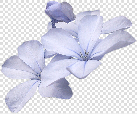 Wild Flowers Blue Wild Flower Free Picture   Small Blue Flower Png  Transparent PngTransparent PNG