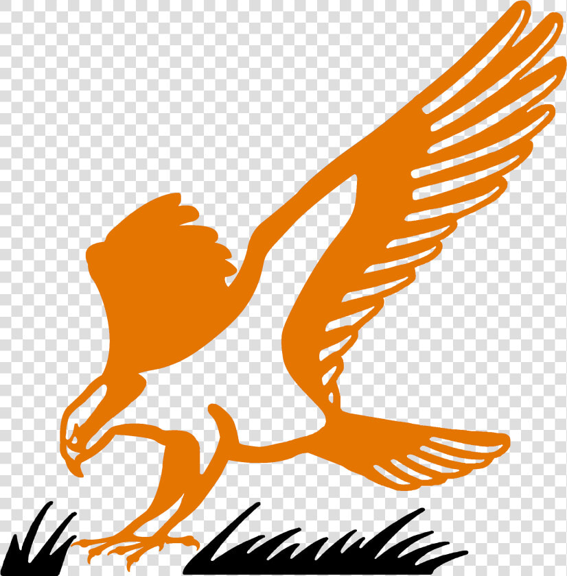 Hawk Clipart Osprey   Portable Network Graphics  HD Png DownloadTransparent PNG