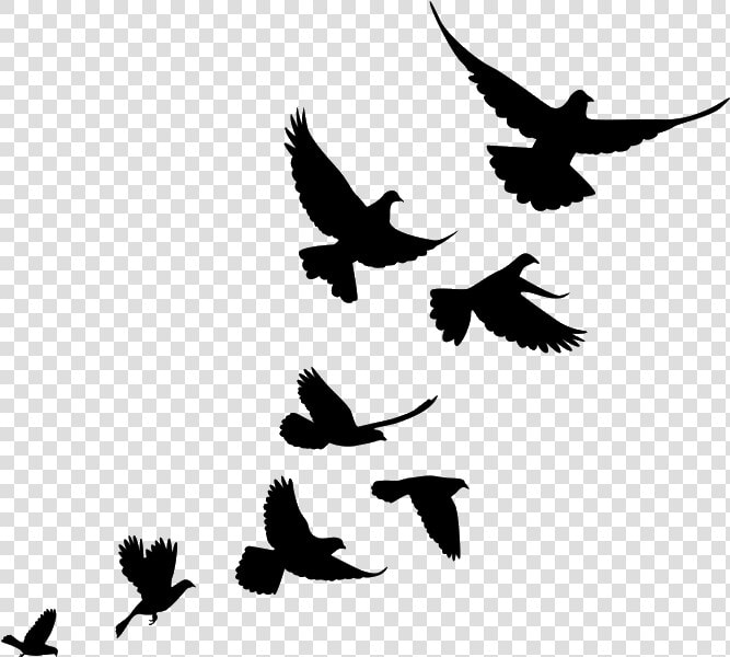 Jiminey Kricket Exterminating Pigeons   Flying Bird Flock Silhouette  HD Png DownloadTransparent PNG