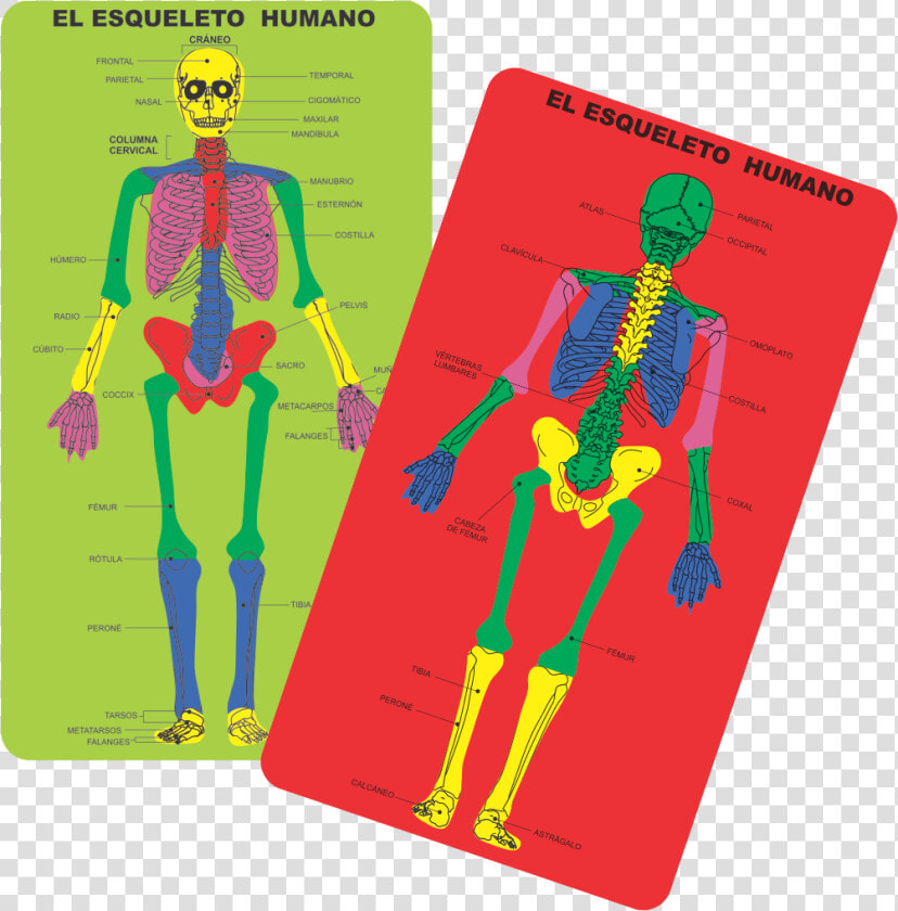 Tacjuedi011   Esqueleto Humano Con Plastilina  HD Png DownloadTransparent PNG