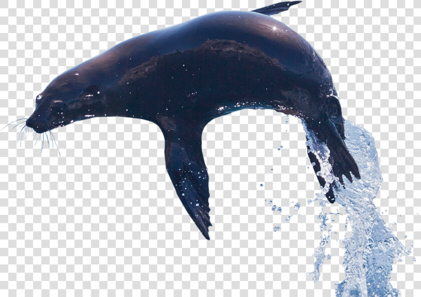 Alt Text   Killer Whale  HD Png DownloadTransparent PNG