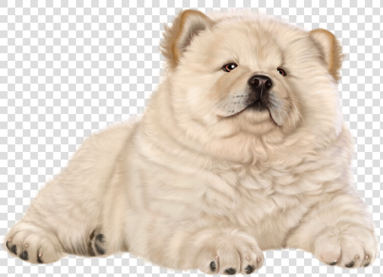 Puppy Png Clip Art   Chow Chow Clip Art  Transparent PngTransparent PNG