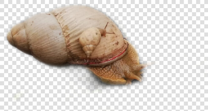  sticker  caracol  freetoedit   Shell  HD Png DownloadTransparent PNG