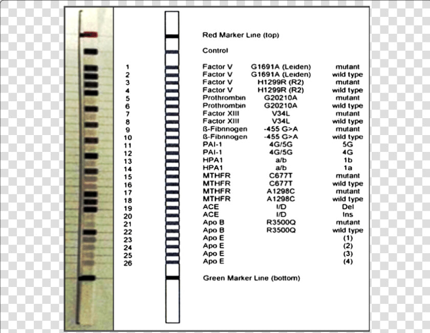 Cvd Strip Assay Viennalab  HD Png DownloadTransparent PNG