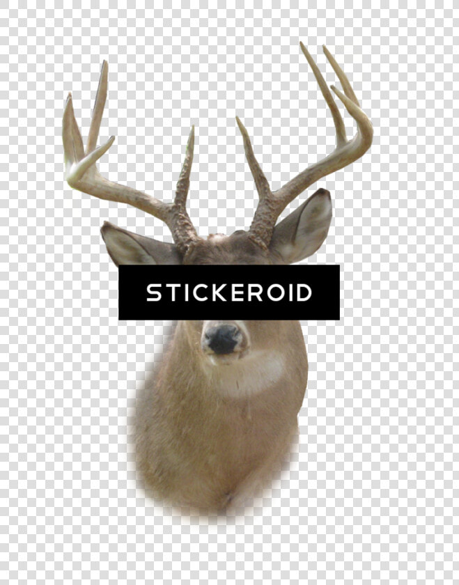 Deer Head Png   Deer Head  Transparent PngTransparent PNG