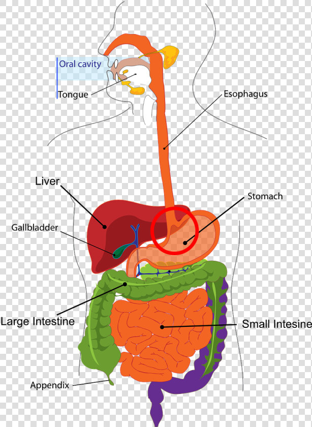 Digestive System Parts Clipart  HD Png DownloadTransparent PNG