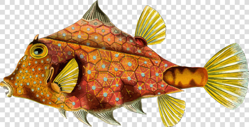 Fish 4 Clip Arts   Ernst Haeckel Art Jellyfish  HD Png DownloadTransparent PNG