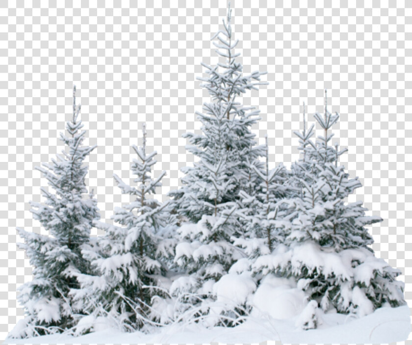 Terrieasterly Snow Snowtree Trees Tree Forest Ice Natu   Transparent Snow Tree Png  Png DownloadTransparent PNG